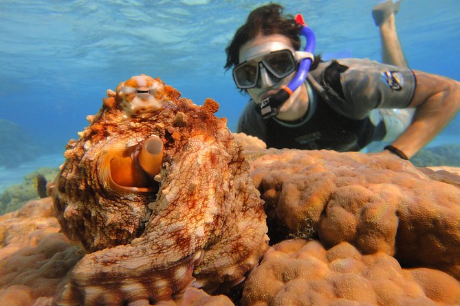 Moorea Private Boat Tour / Sea Scooter Snorkeling Tour - How long should you set aside?