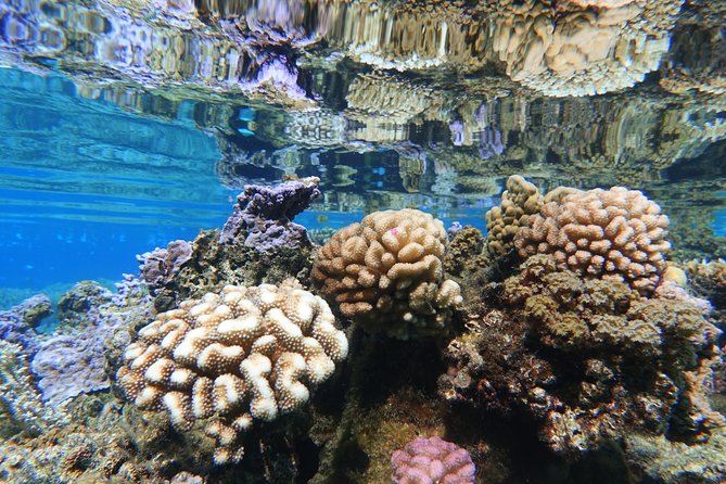 Moorea Private Boat Tour / Sea Scooter Snorkeling Tour - Price, group size, and overall value