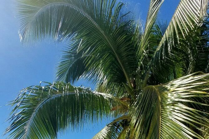 Moorea Private Full Day Tour - Toatea Lookout and the first wide view