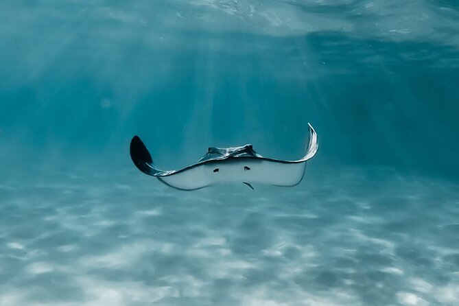 Moorea: Private Snorkeling Tour with Certify Guide - A private morning on Moorea’s lagoon