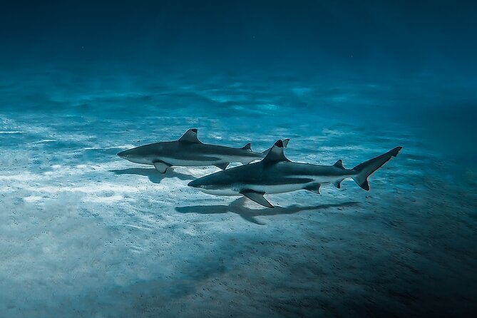 Moorea: Private Snorkeling Tour with Certify Guide - Opunohu Bay: one hour of mountain views