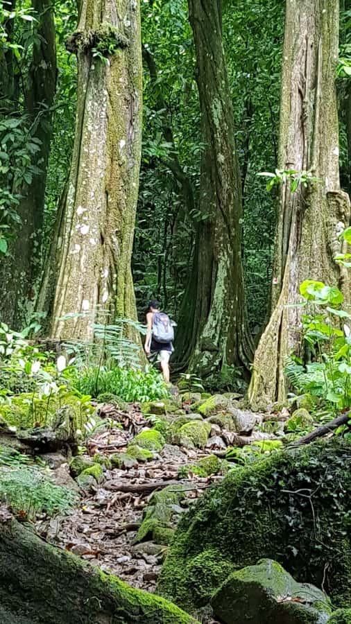 Moorea : Safari Nature and Culture Tour with local guide - Cook’s Bay connects Moorea with early navigation