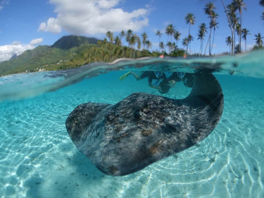 Moorea: Sea Scooter Snorkeling Tour - The 30-minute start: briefing, views, and getting ready