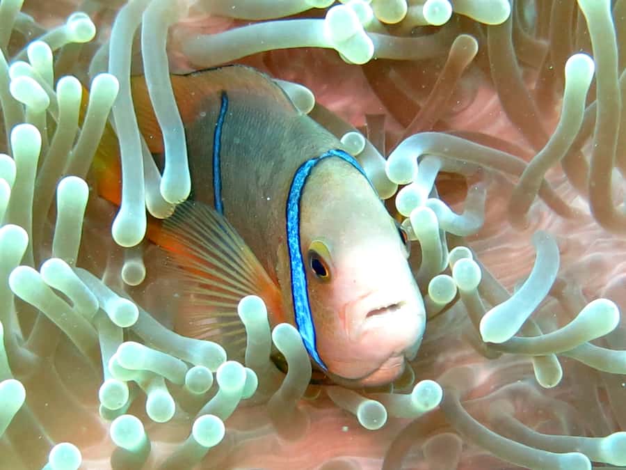 Moorea: Sea Scooter Snorkeling Tour - Rays, turtles, and the close encounters