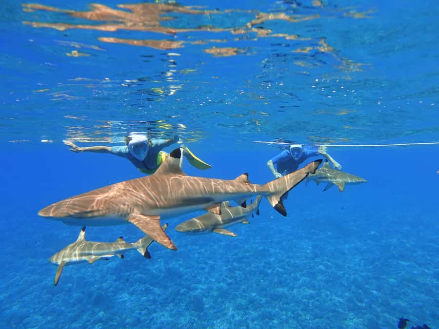 Moorea: Sea Scooter Snorkeling Tour - How the boat crew adds value