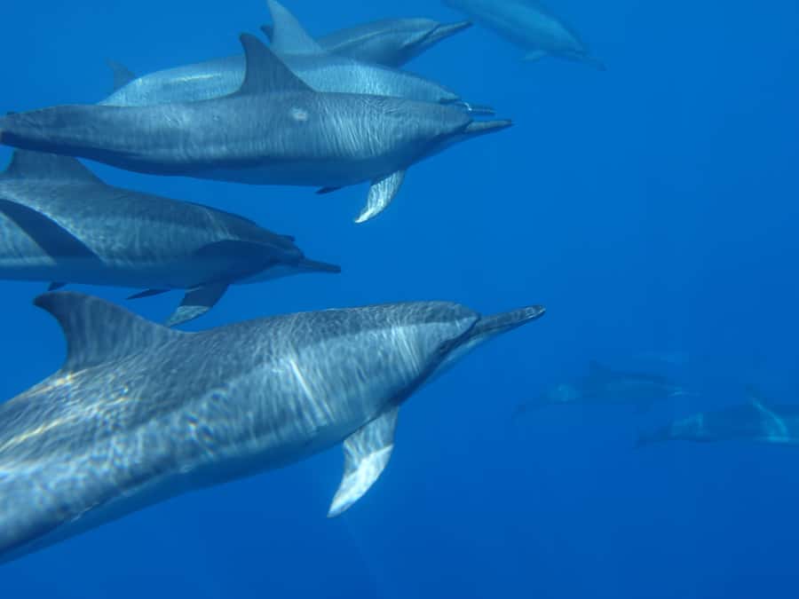 Moorea: Sea Scooter Snorkeling Tour - Practical tips for a smoother morning