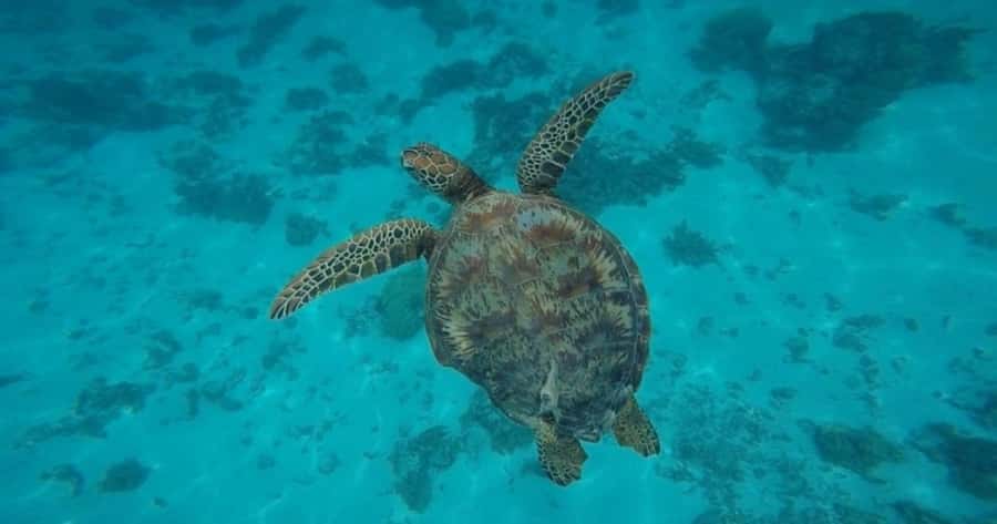 Moorea: Small Group Snorkeling Tour with local guide - Why the six-person format matters in Moorea