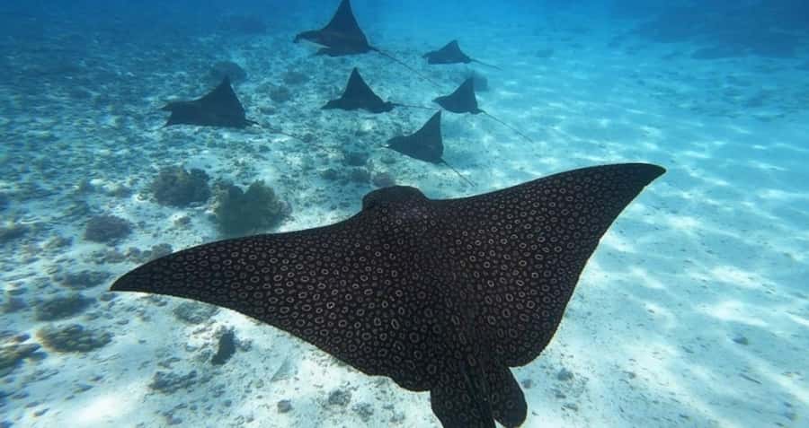 Moorea: Small Group Snorkeling Tour with local guide - The outer reef drop-off and open-water sharks