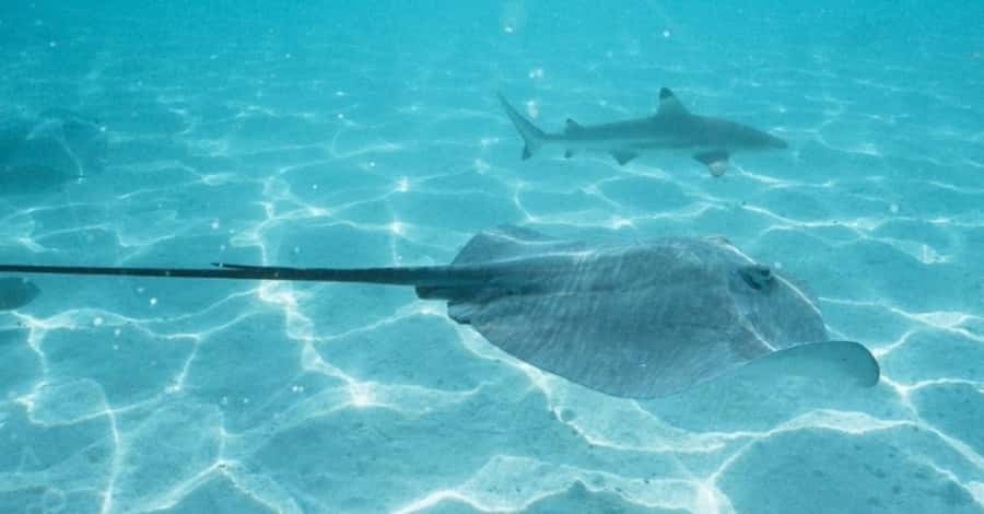 Moorea: Small Group Snorkeling Tour with local guide - Lunch at Cocobeach on a lagoon island