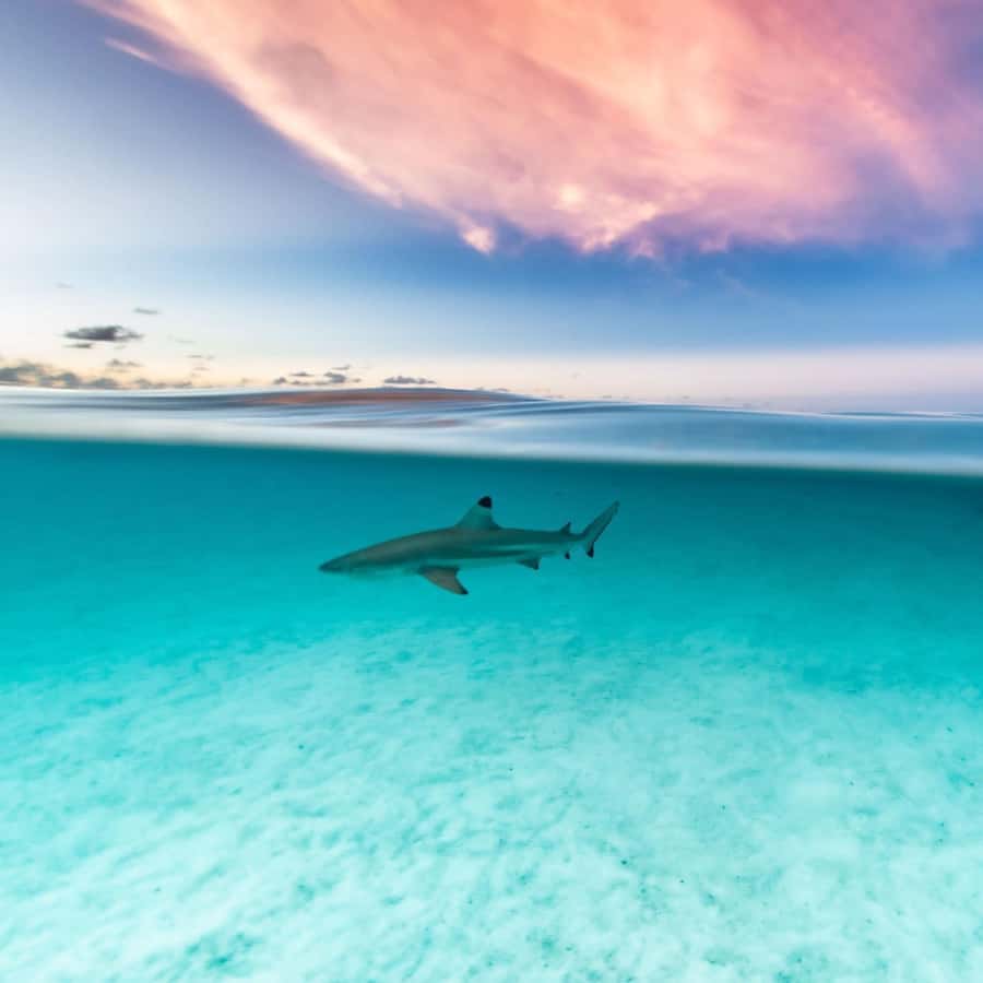 Moorea: Small Group Snorkeling Tour with local guide - Starting at Tiahura with sharks and stingrays