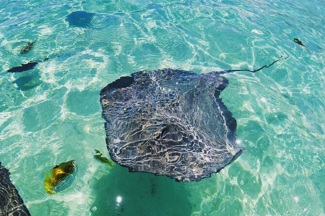 Moorea Solo or Twin 2 hours Jet Ski Tour - Wildlife possibilities beyond the planned stops
