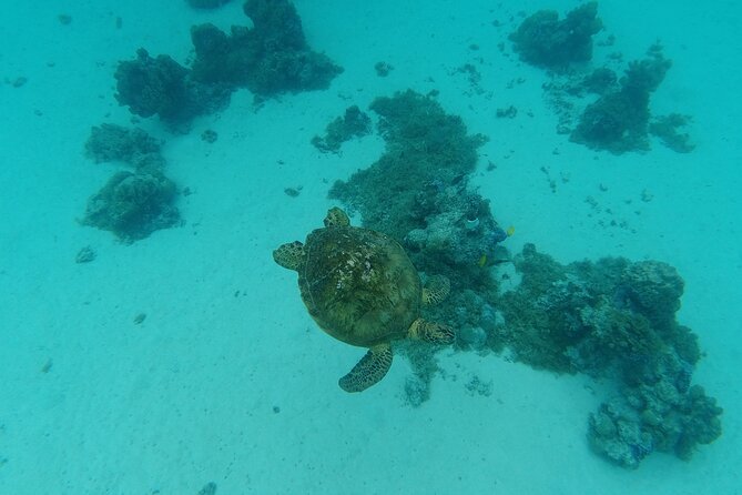 Moorea Solo or Twin Island Tour Jet Ski 4 hours - Opunohu Bay and the quieter side of the route