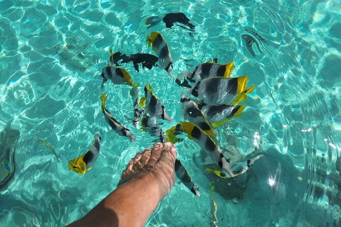 Moorea Solo or Twin Island Tour Jet Ski 4 hours - Photos, equipment, and useful preparation