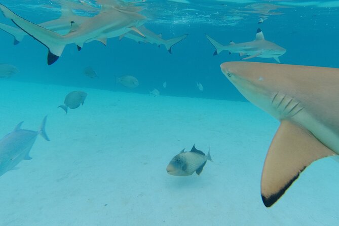 Moorea Solo or Twin Island Tour Jet Ski 4 hours - Is $327.86 good value for two people?