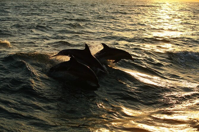 Moorea Sunset Boat Trip - Swimming With Turtles, Rays, and Sharks