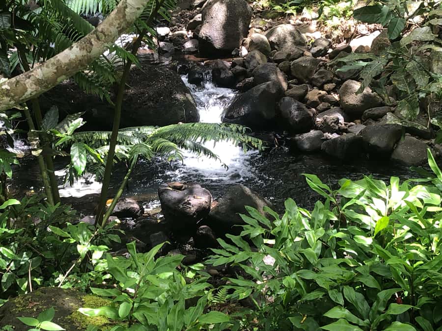 Must-Do : Nature, Culture & Moments Uniques – MirimirI Tours - Choosing between the farm and Faaroa Belvedere