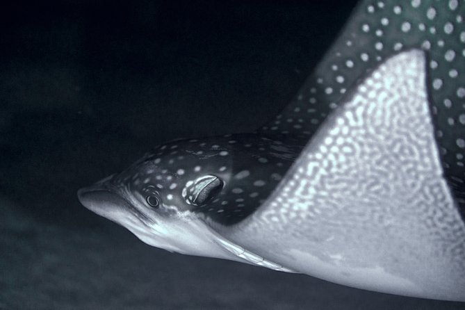 Night Snorkeling - Why Snorkel Moorea After Sunset?