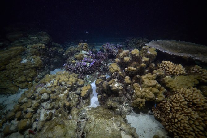 Night Snorkeling - Meeting at the Beach Around 6 p.m.