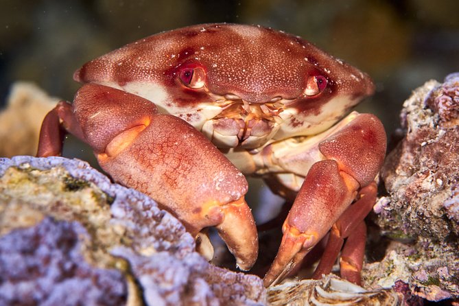 Night Snorkeling - Ninety Minutes Among Night-Active Animals