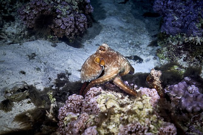 Night Snorkeling - Is $120 a Fair Price?