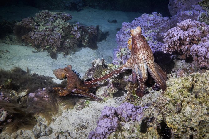 Night Snorkeling - Who Will Enjoy This Most?