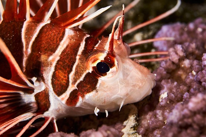 Night Snorkeling - Should You Book Moorea Dark Waters?