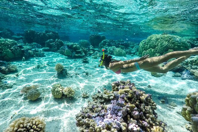 Private 4 Hours Reef Discovery Luxury Private Treasure Hunt in Bora Bora - Manta rays, sharks, and the best wildlife moments