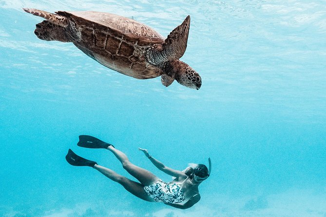 Private Boat Tour of Moorea Lagoon - Meeting Luna and Clem on the Water