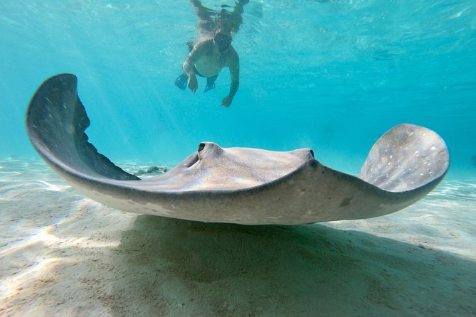 Private Boat Tour of Moorea Lagoon - Why an Early Start May Be Smart