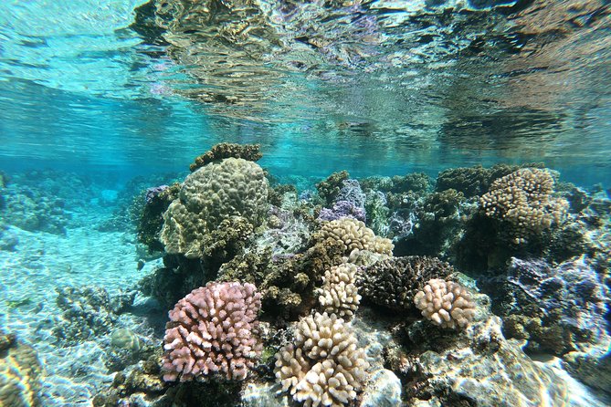 Private Boat Tour of Moorea Lagoon - The Price: A Splurge With Several Extras