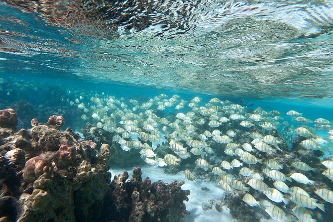 Private Boat Tour of Moorea Lagoon - Weather, Safety, and Practical Limits