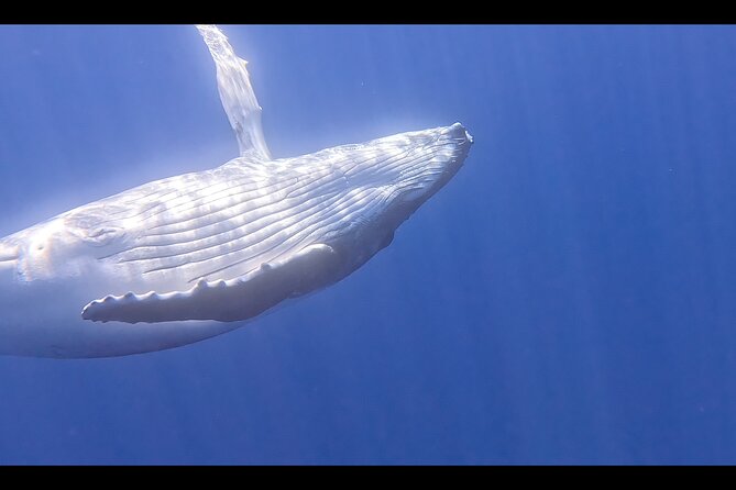 Private boat tour to swim with whales and sharks - A private Moorea whale trip with nature in charge