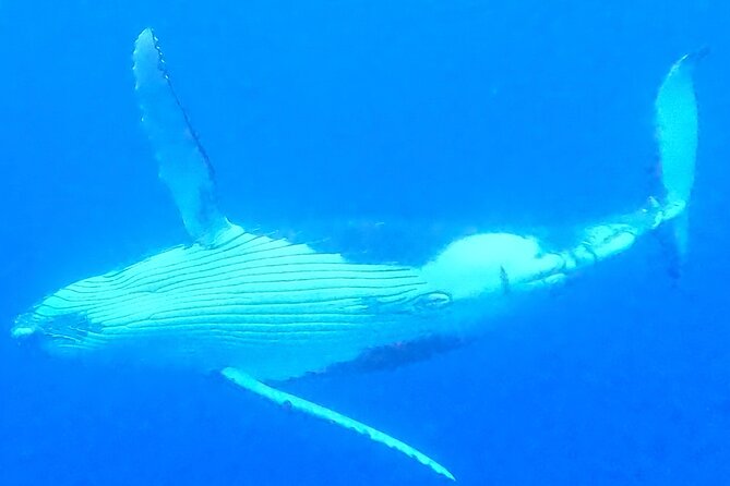 Private boat tour to swim with whales and sharks - The people who shape the experience