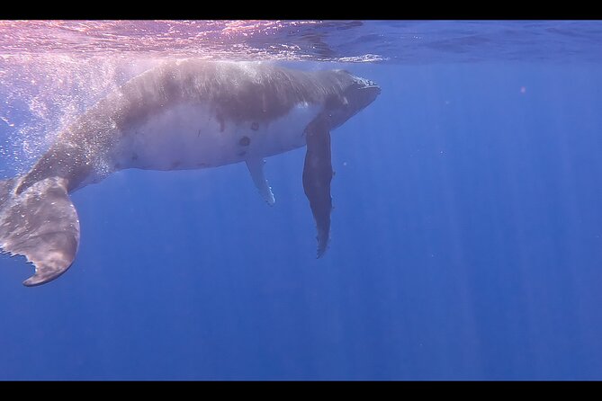 Private boat tour to swim with whales and sharks - Why the private price can make sense