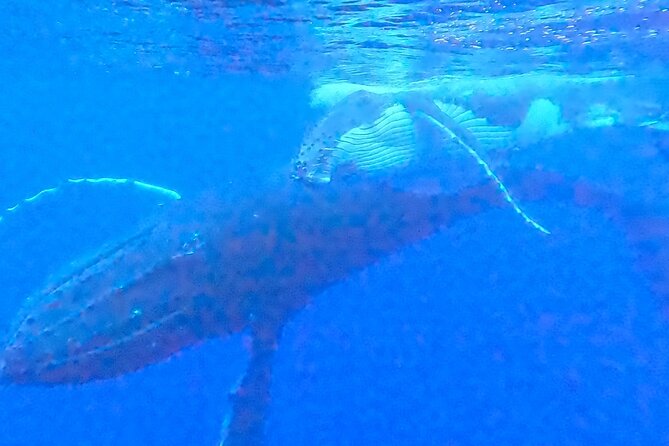 Private boat tour to swim with whales and sharks - Fitness, comfort, and the reality of the sea