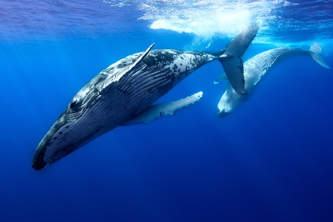 Private boat tour to swim with whales and sharks - Searching for humpback whales from the boat