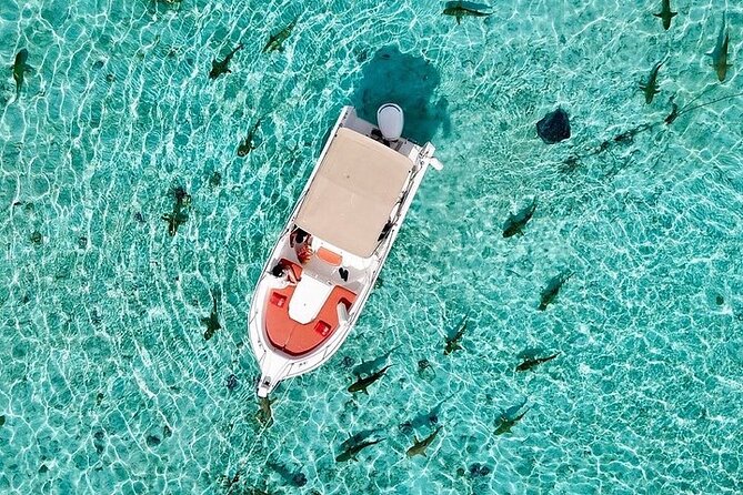 Private Bora Bora Lagoon Experience - Looking for sharks without turning wildlife into a spectacle
