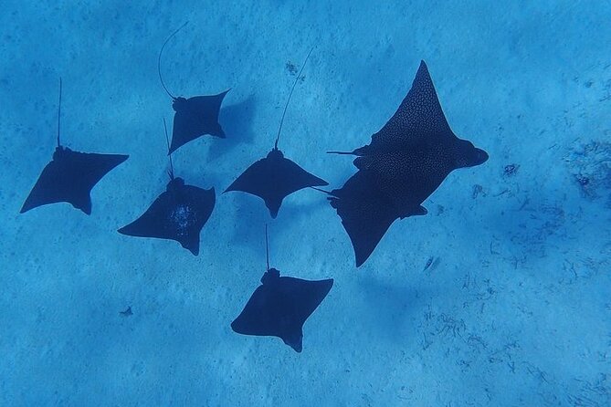 Private Bora Bora Lagoon Experience - Who will get the most from this private tour