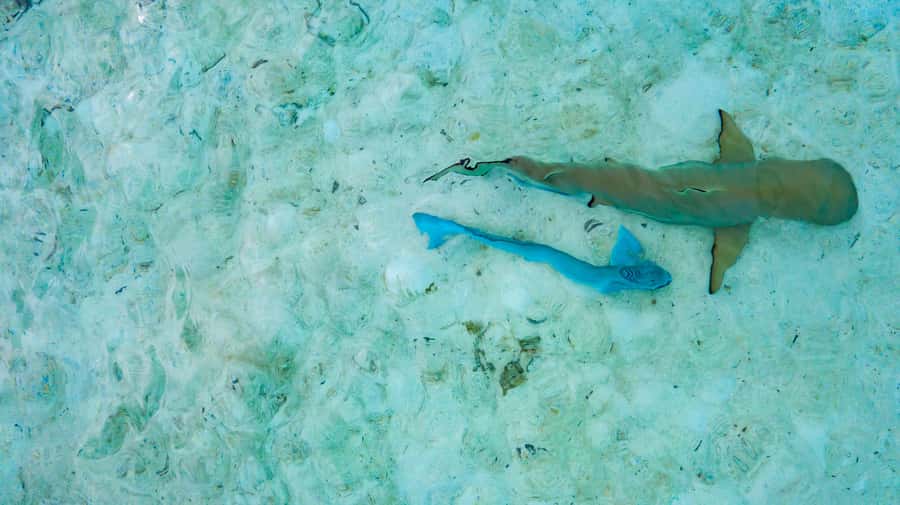 Private Bora Bora Lagoon Snorkel Cruise with BBQ Picnic - Key details before you book