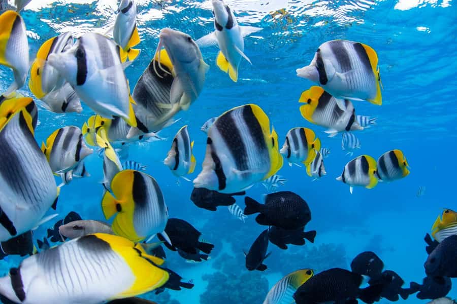 Private Bora Bora Lagoon Snorkel Cruise with BBQ Picnic - What the private format is really worth