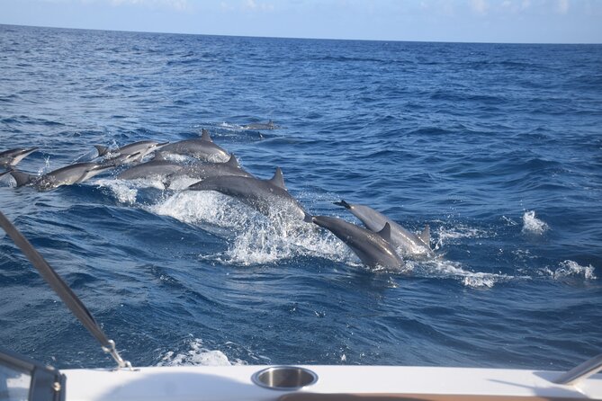 Private Day Trip Hike and Boat in Moorea - Marine life with a biologist