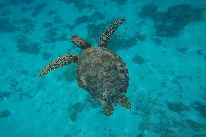 Private Discovery of the Marine Fauna of Moorea - First stop: stingrays and blacktip sharks at the sandbar