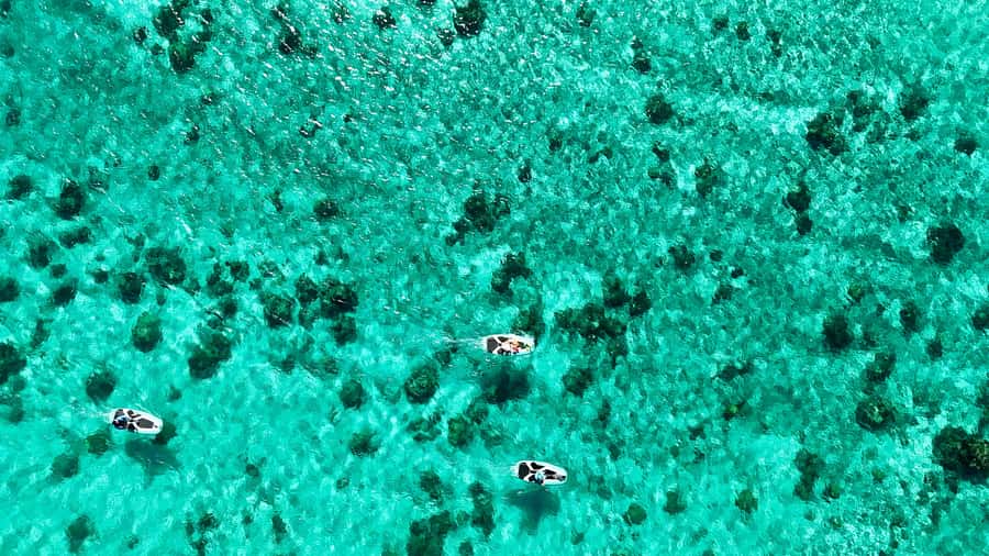 Private E-Board Tour of Moorea Lagoon - Key points to know before booking