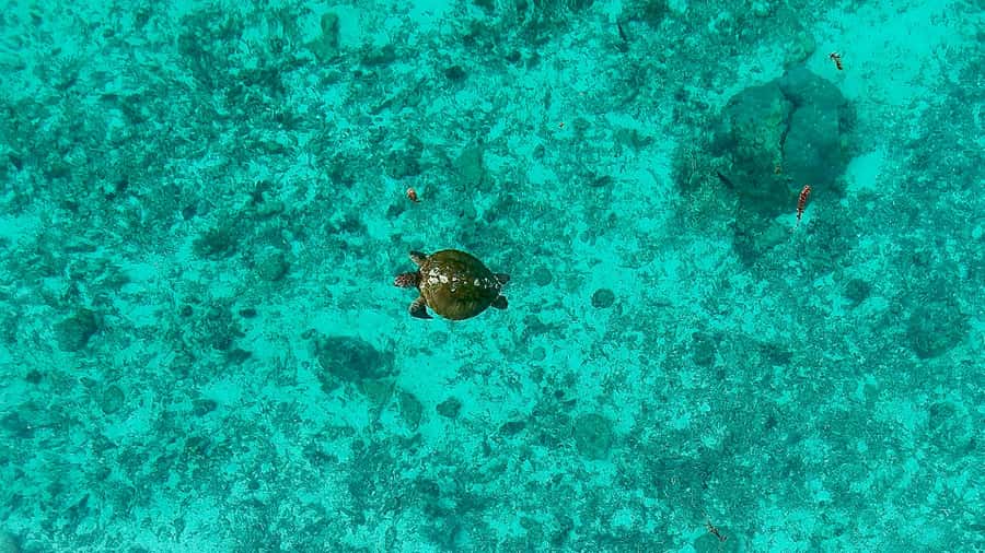 Private E-Board Tour of Moorea Lagoon - Photos and videos are a major part of the value