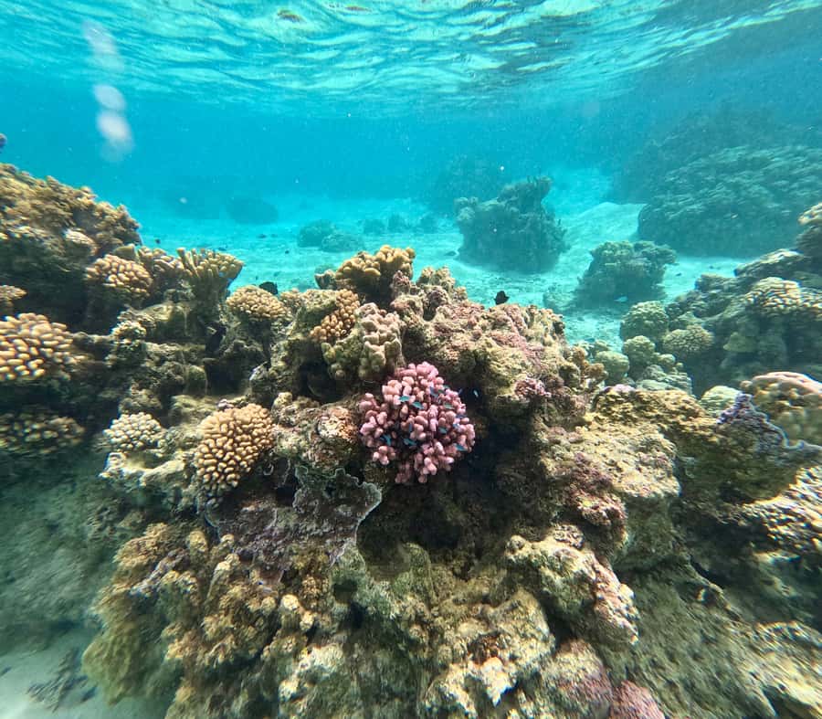 Private E-Board Tour of Moorea Lagoon - What $94 means for the experience