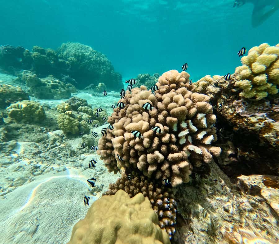 Private E-Board Tour of Moorea Lagoon - Should you book the Moorea E-Board tour?