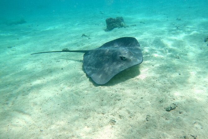 Private Excursion with E-Board in Moorea with snorkeling - Riding slowly through Moorea’s shallow lagoon