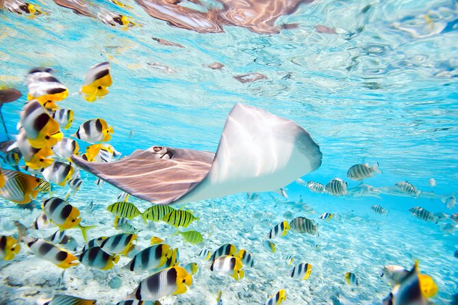 Private Full-Day Lagoon Adventure in Bora Bora with BBQ Lunch - Black-tip reef sharks add a wilder moment