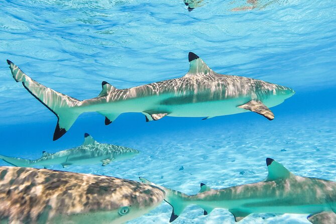Private Full-Day Lagoon Adventure in Bora Bora with BBQ Lunch - Manta rays may become the day’s surprise