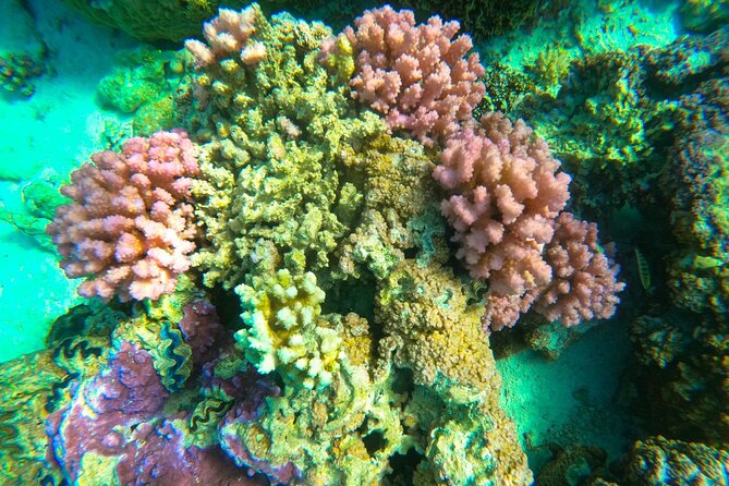 Private Full Day Lagoon Safari and Lunch on a Motu in Bora Bora - What the guides add beyond the scenery